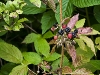 Blackberries