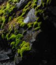 Moss in Hyalite Canyon