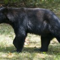 Bear Full Body Walking