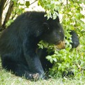 Bear Sitting and Eating