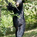 Bear Standing and Eating
