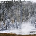frozen-steam-trees