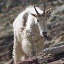 Mountain Goat Tongue