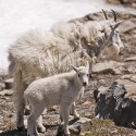 Mountain Goat with Kid 2