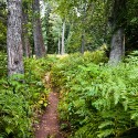 Ferns Trail