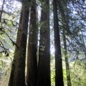 4 Redwoods
