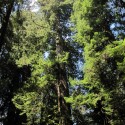 Redwoods Sunlight