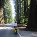 More Redwoods