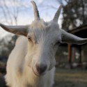 Chewing Goat